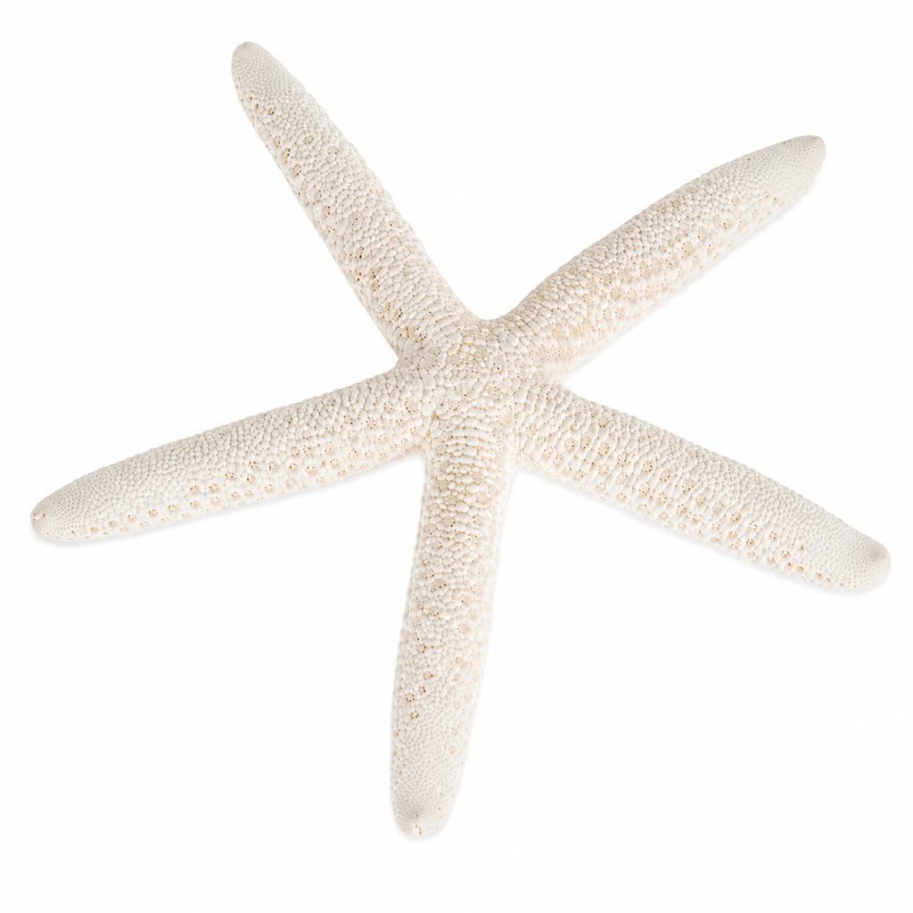 Linckia laevigata gebleicht 10-15 cm Schlangenseestern weiß Deko Hochzeit Schale