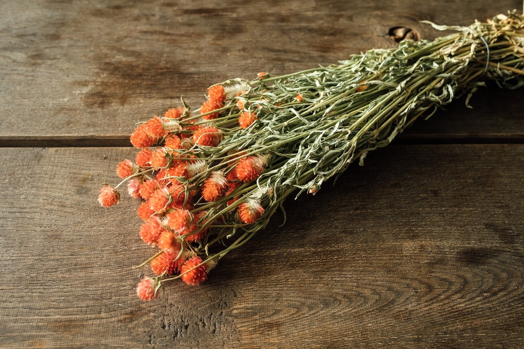 Gomphrena globosa im Bund, getrocknet, Größe ca. 50-60cm, verschiedene Farben wählbar | Trockenblumen