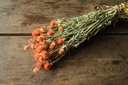 Gomphrena globosa im Bund, getrocknet, Größe ca. 50-60cm, verschiedene Farben wählbar | Trockenblumen