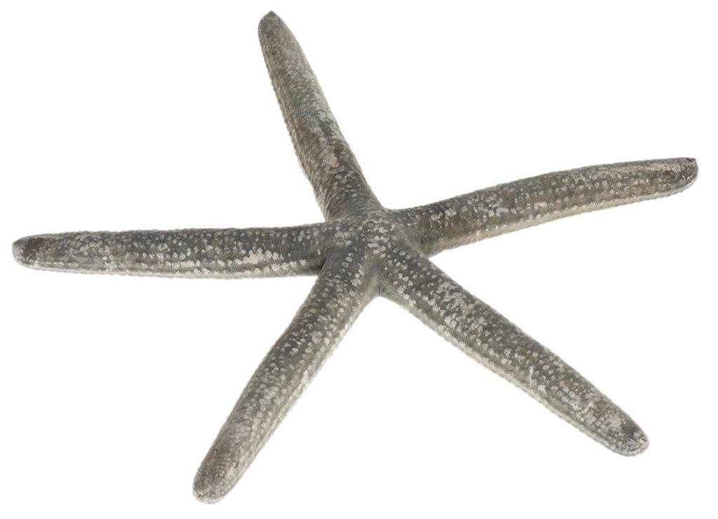 Linckia laevigata blau 10-15 cm Blauer Seestern naturbelassen Schlangenseestern