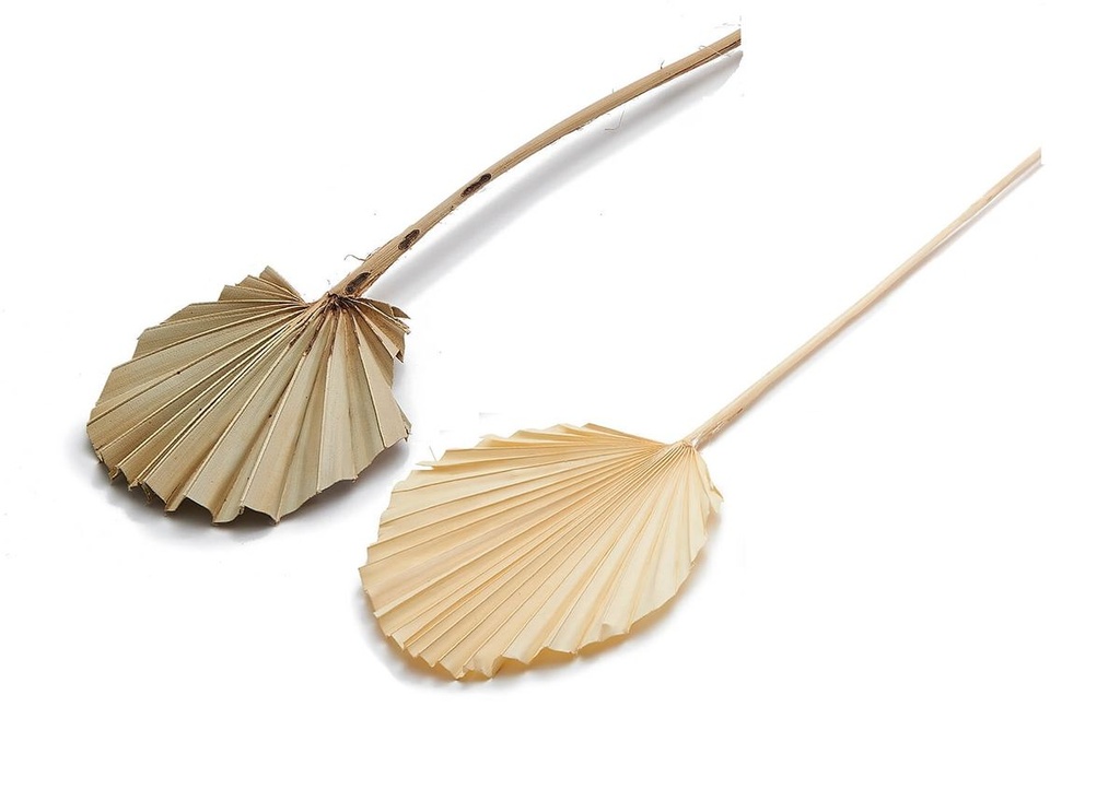 Palmenblatt 'Rund', naturbelassen oder gebleicht, frei wählbar, 10 Stk. ca. 30-40cm