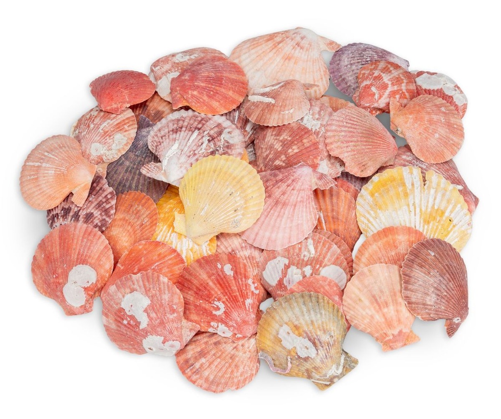 Pecten nobilis Natur 0,5 kg 5-8 cm ca. 40-50 Stück Kammmuscheln Halbschalen