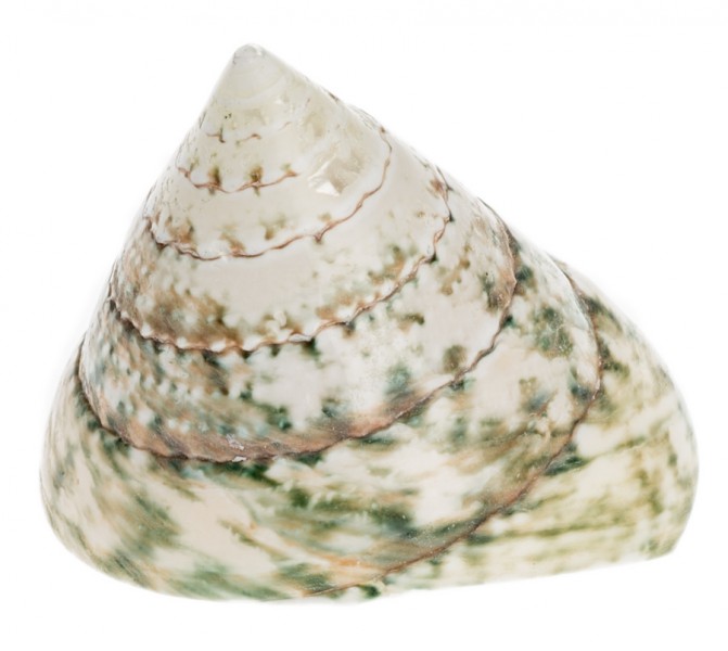 Tectus pyramis 5-7 cm poliert Pyramidenschnecke grün Perlmutt Schneckenhaus Deko