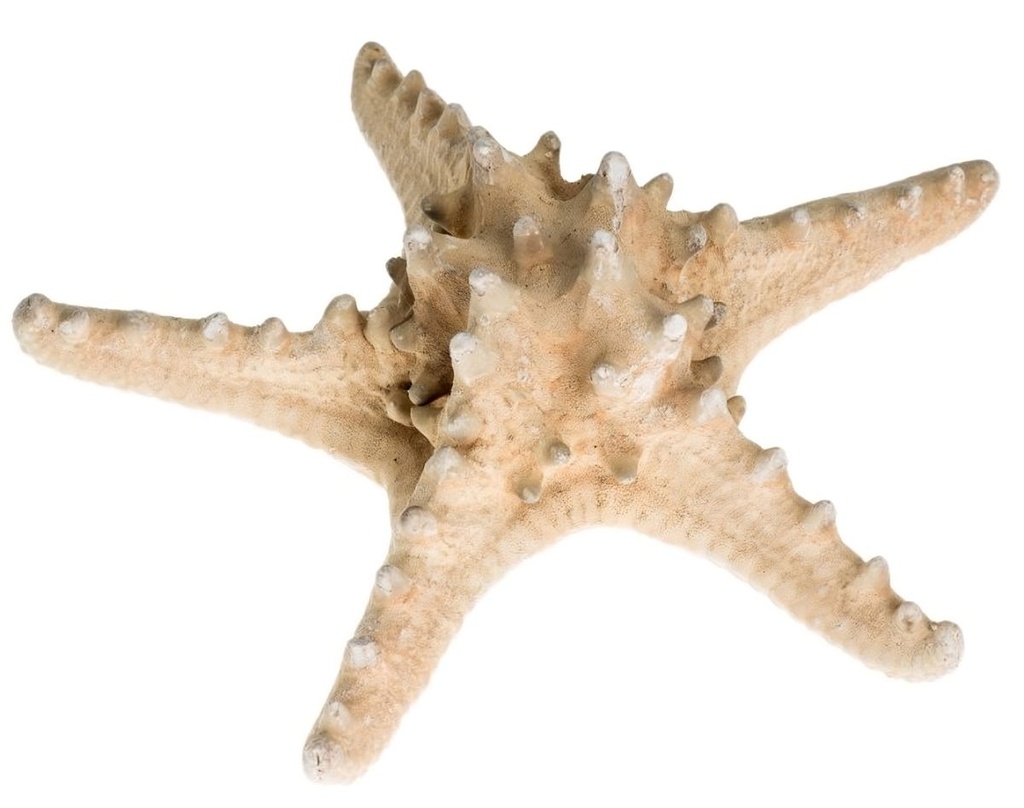 Noppen Seestern in Natur, Größe ca.18-22 cm | Protoreaster nodosus