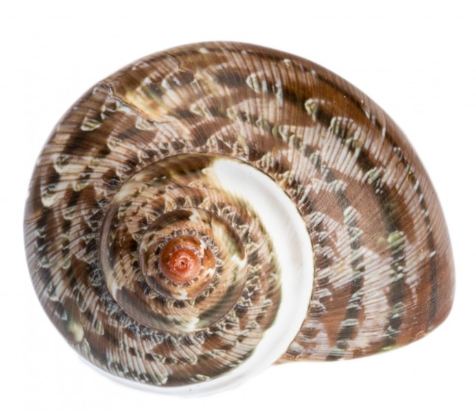 Turbo petholatus 4-6 cm gestreift Gobelin Turban Turbanschnecke Deko maritim