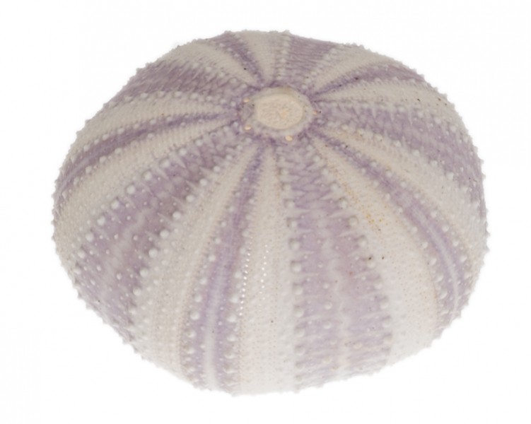 Tripneustes gratilla 3-5 cm Seeigelgehäuse lila maritim Deko Tillandsien Schale