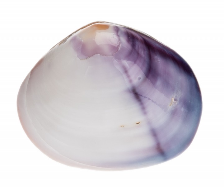 Batissa violacea 4-5 cm Purple Clam violette Muschel Muschelschale Deko maritim