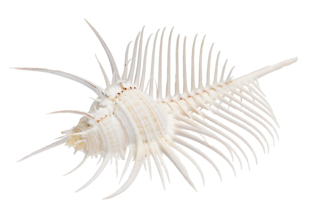 Murex pecten 9-10 cm Venuskamm Stachelschnecke Schneckenhaus Vitrine Sammlung