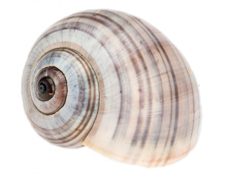Pila ampullacea 3-4 cm Apfelschnecke Schneckenhaus Süßwasser Aquarium Deko Natur