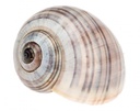 Pila ampullacea 3-4 cm Apfelschnecke Schneckenhaus Süßwasser Aquarium Deko Natur