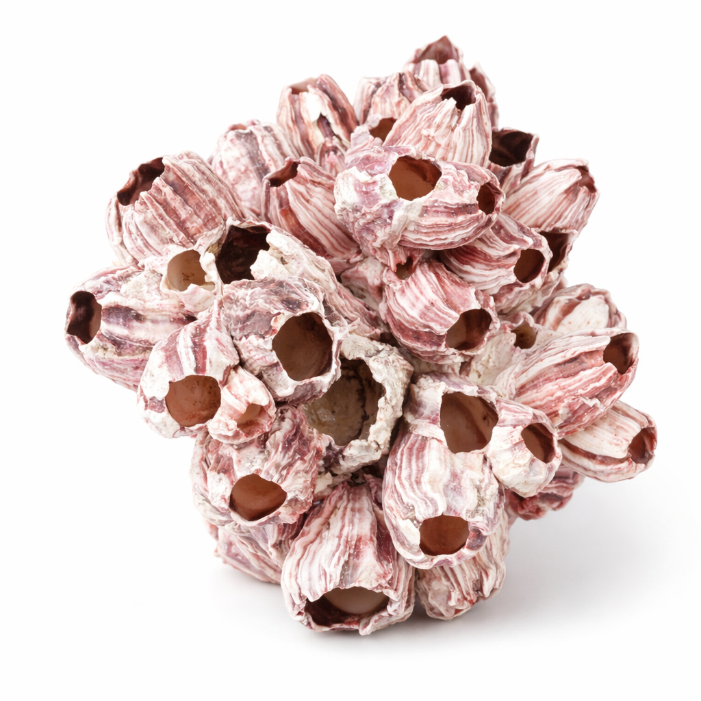 Seepocke 20 cm echte Barnacle Meeresdeko Maritim Indopazifik Deko Natur Basteln