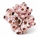 Seepocke 20 cm echte Barnacle Meeresdeko Maritim Indopazifik Deko Natur Basteln