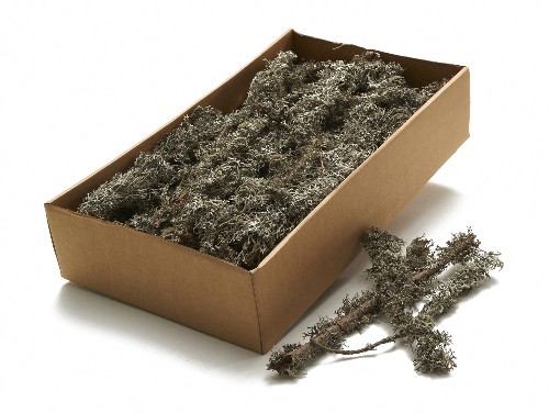 Moos grau am Zweig ca. 750g