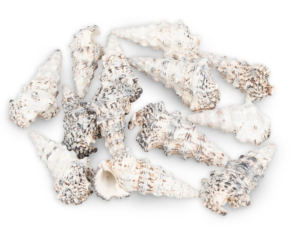 Cerithium nodulosum 0,5 kg 6-10 cm ca. 10-15 Stück Knotenschnecke Deko maritim