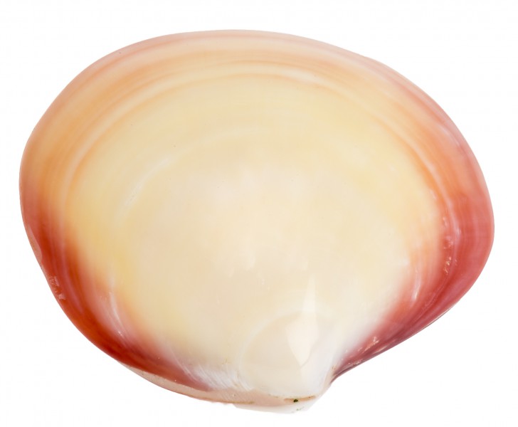 Codakia tigerina 6-9 cm poliert Deko Muschel Muschelschale maritim Sammler Natur