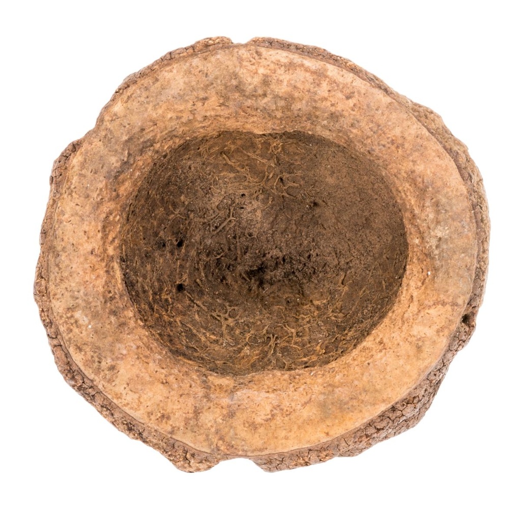 Chapeuzinho Natur Größe ca. 7cm | Holopyxidium latifolium