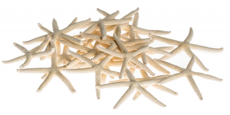 Schlangen Seestern in Weiß, verpackt im Beutel mit 20 Stück, Größe ca. 5-7 cm