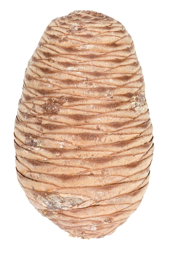 Zedern-Zapfen in Natur, 6 Stk., Größe ca. 6-10cm | Pinus cedrus | Deko-Zapfen
