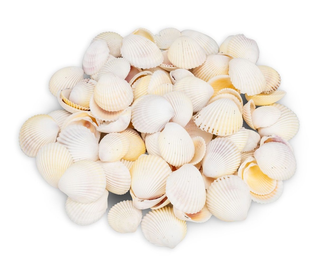 Cardium flavus 0,5 kg 3-5 cm ca. 90-100 Stück Herzmuscheln weiß Deko Basteln