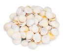 Cardium flavus 0,5 kg 3-5 cm ca. 90-100 Stück Herzmuscheln weiß Deko Basteln