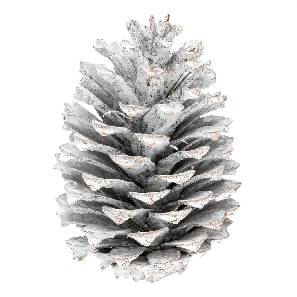 Pinus maritima Weiß, Größe 10-14cm, 10 Stück | Weiße Tannenzapfen