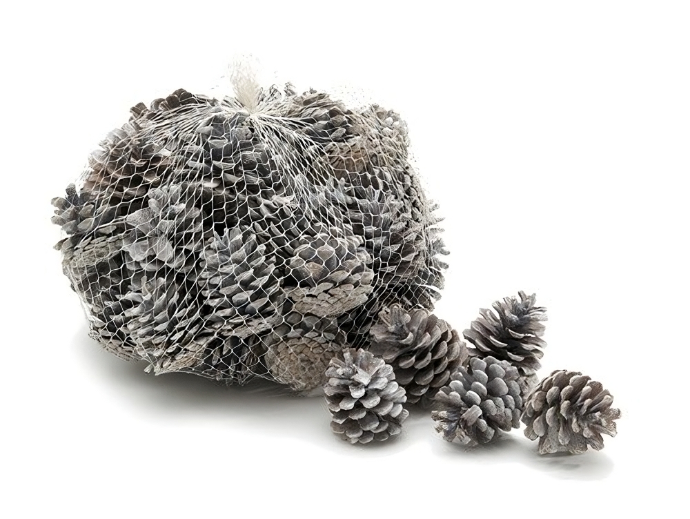 Tannenzapfen weiß 1 kg ca. 50 Stück 5-6 cm Pinus nigra Zapfen Deko Winter Advent