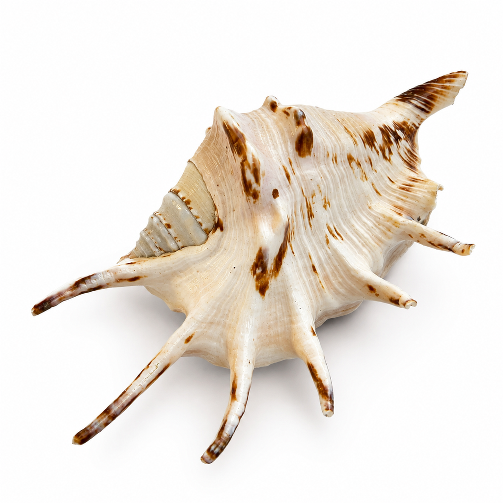 Lambis lambis 10-13 cm Teufelskralle Spinnenschnecke Schneckenhaus dunkel Deko