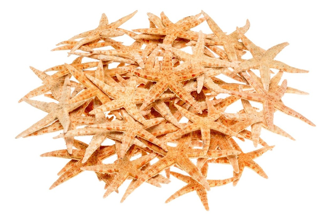 Sugar Seestern 8-10 cm 50 Stück echte kleine Seesterne maritime Deko Hochzeit