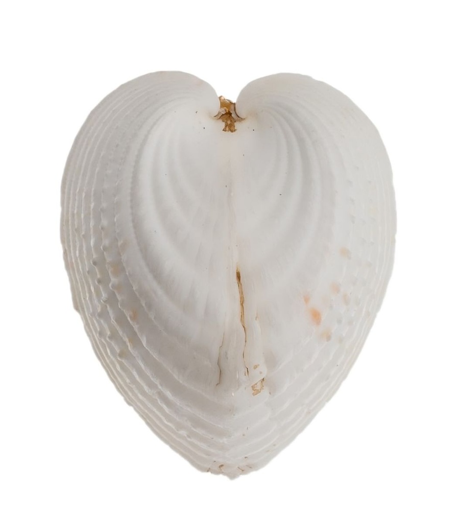 Lunulicardia hemicardia ca. 4 cm weiße Herzmuschel geklebt Hochzeit Tischkarte