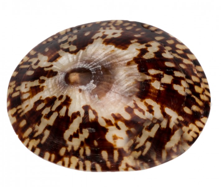 Cellana testudinaria poliert 4-5 cm Napfschnecke Perlmutt Schmuck Mosaik Deko