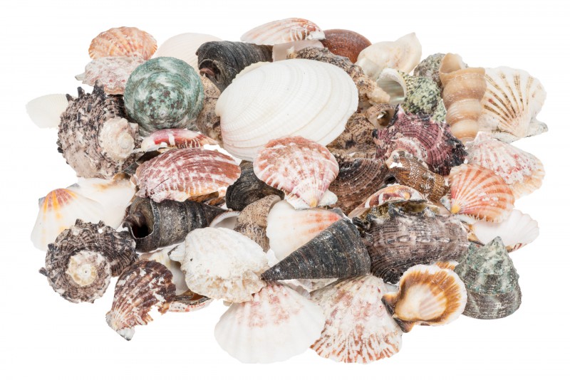 Muschelmix Large ca. 520 g Muscheln Schneckenhäuser gemischt Deko Basteln Glas