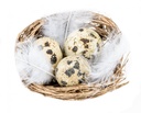 Wachteleier im Nest, 1 Box mit 12 Nestern
