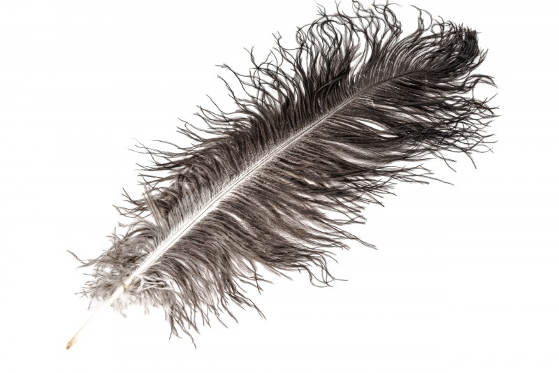 Straußenfeder 'Byocks' 30-45 cm echte Feder vom Straußenhahn Deko Boho Natur