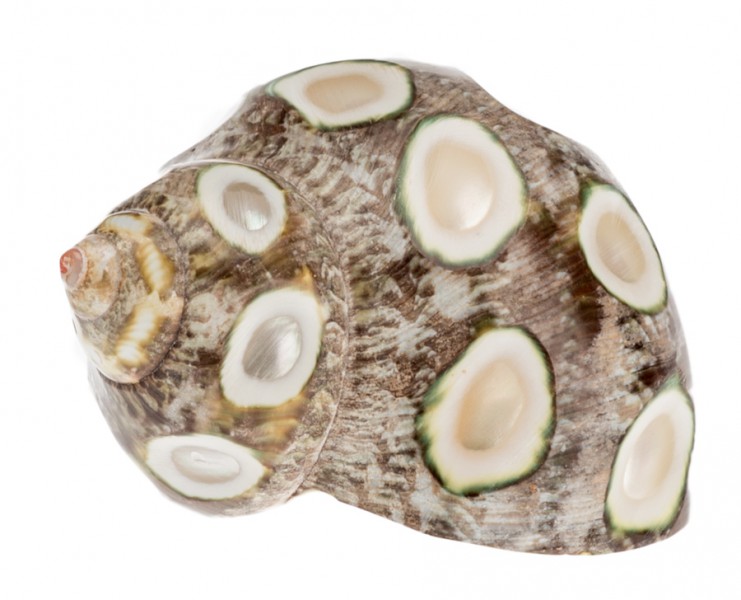 Turbo petholatus ca. 5 cm Gobelin Turban gepunktet Turbanschnecke Deko maritim