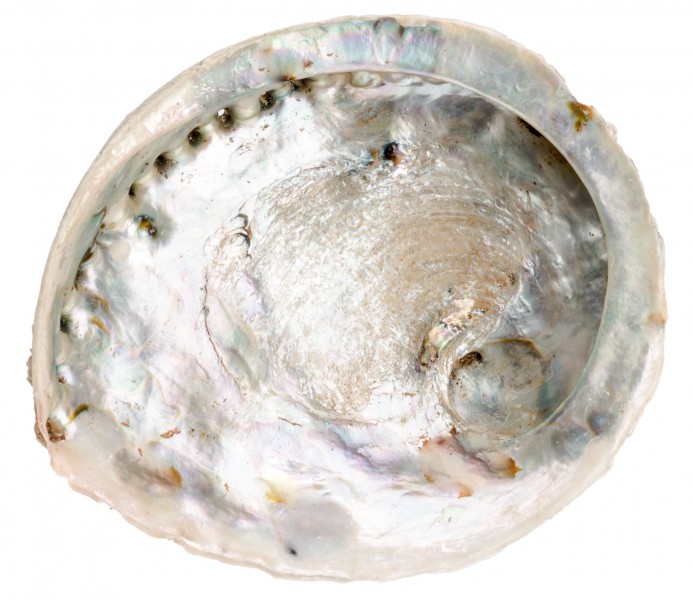 Haliotis midae XXL 16-20 cm Abalone Perlmutt Räucherschale Seeohr Südafrika