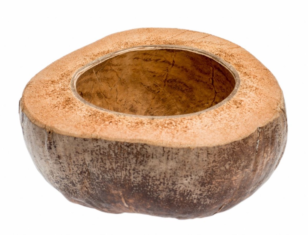 Kokosschale halbiert 18x10 cm Kokosnuss Pflanzschale Natur Deko Naturdeko DIY