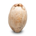 Kokosnuss ganz getrocknet 20 cm ungeöffnet Naturdeko Indien Deko Dekoration
