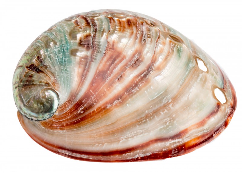 Haliotis rufescens 6-8 cm poliert Rotes Seeohr Abalone Perlmutt Schmuck Deko