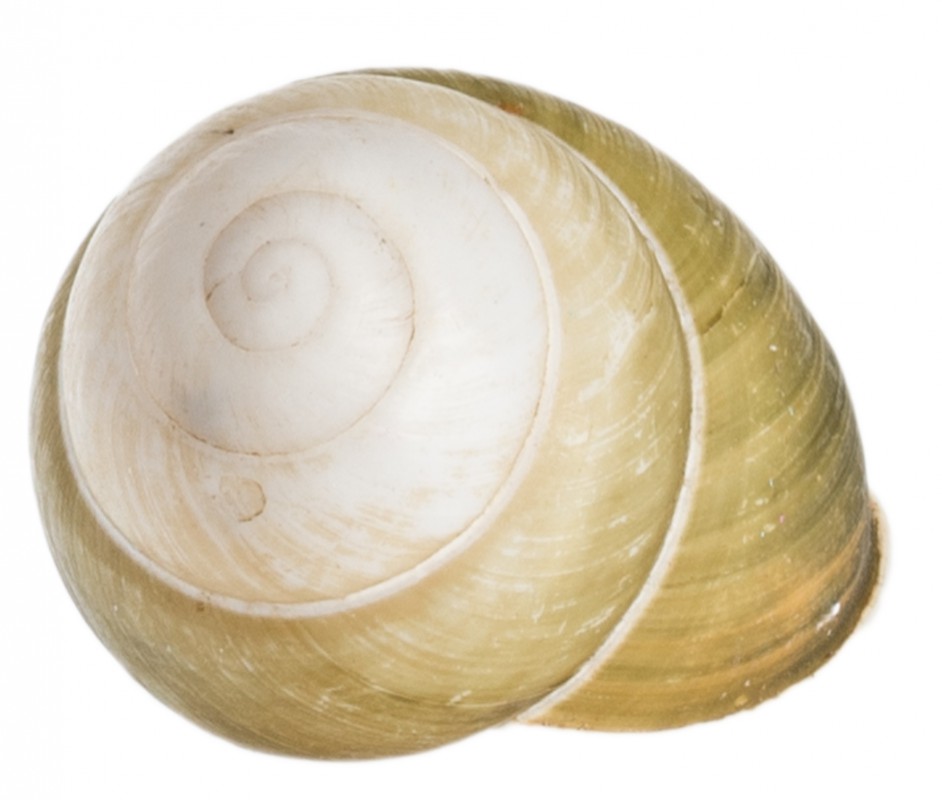 Helicostyla florida, Größe ca. 2-3 cm | Deko Schneckenhaus