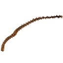 Bananenstiel Natur 30cm – Deko Zweig Musa acuminata