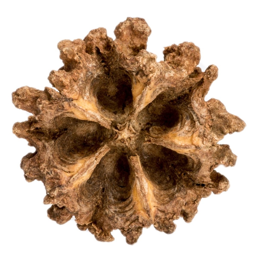 Mamoninha Kapsel 3-5 cm Brasiliocroton mamoninha Garnelen Versteck Nano Aquarium