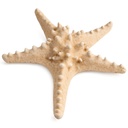 Protoreaster nodosus 10-15 cm Noppenseestern natur Deko Seestern maritim Schale