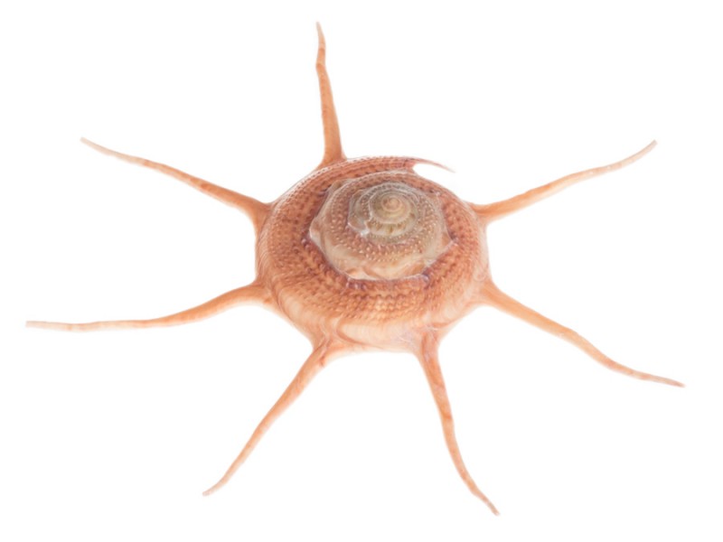 Guildfordia yoka ca. 6 cm Stern Turbanschnecke beige bis rosabraun maritim Deko