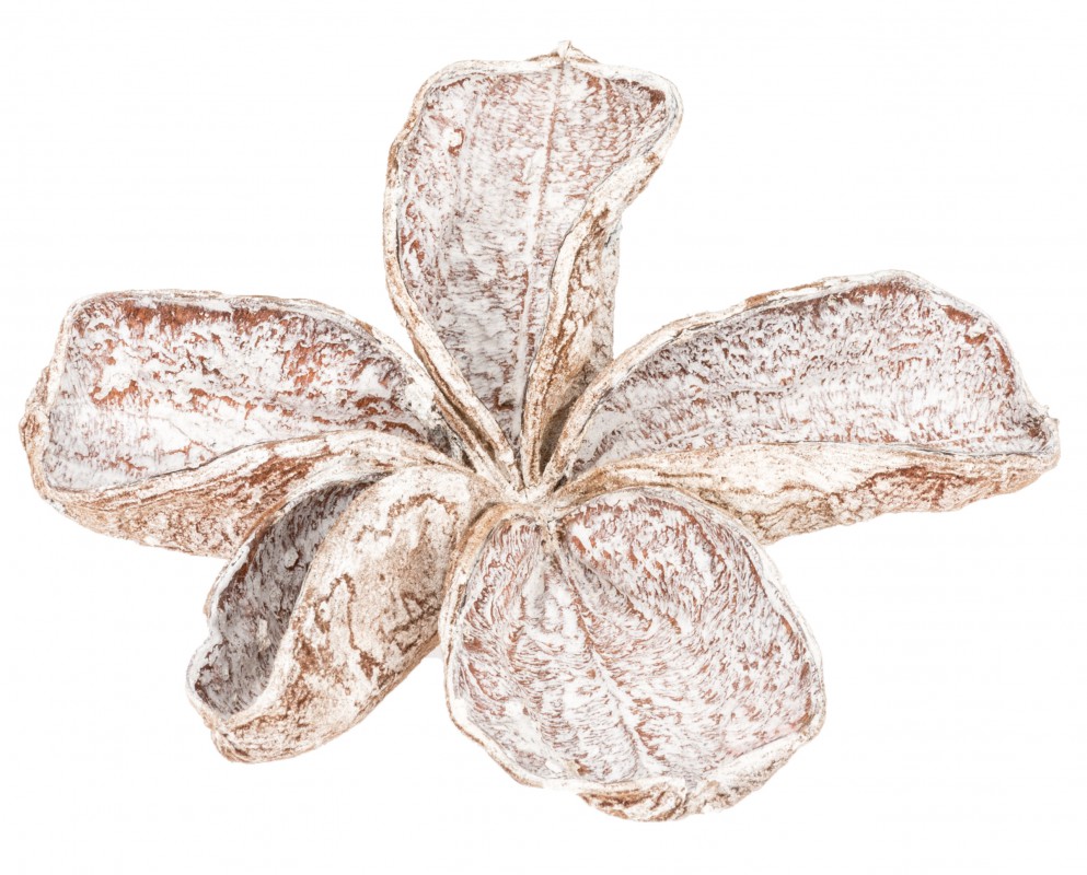 Landlotus weiß 5-10 cm Sterculia urens Samenkapsel gefärbt Allerheiligen Advent