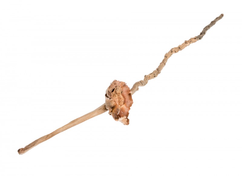 Coco-Flower-Zweig in Natur, Größe ca. 25-35cm | Deko-Zweig mit Blüte