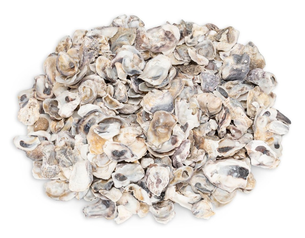 Crassostrea gigas 0,5 kg 2-4 cm kleine Austernschalen Deko maritim Basteln