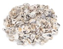 Crassostrea gigas 0,5 kg 2-4 cm kleine Austernschalen Deko maritim Basteln